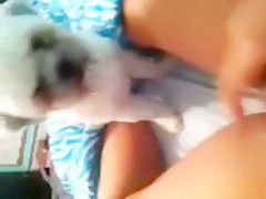 fat pussy get lick by a small dog