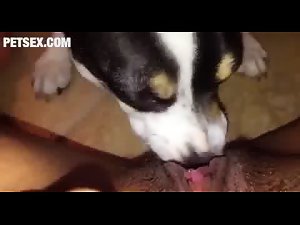 Dog Lick Pussy 9