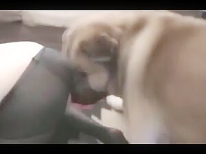 Caledonian Wonderfull Knot