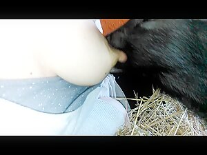 Feeding the pig