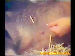 Old video Sex with pig