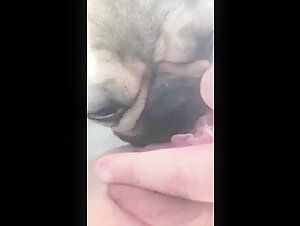 family dog ​​licking pussy part 3