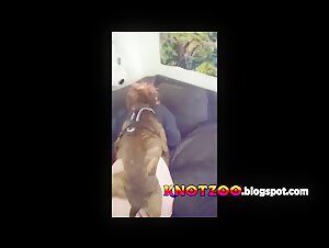 Doppelpenetration in Ehefrau mit Hundeschwanz