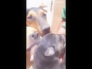 Let puppy suck her dry