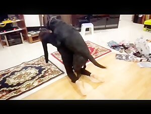 出国产人兽资源500多集+Q1787571545