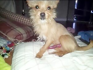 little dog, big dick