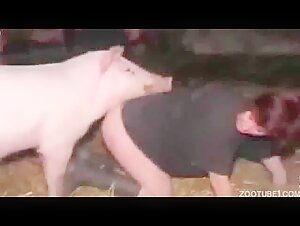 Regular having sex with pig